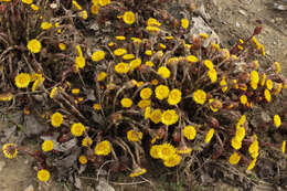 Image of coltsfoot