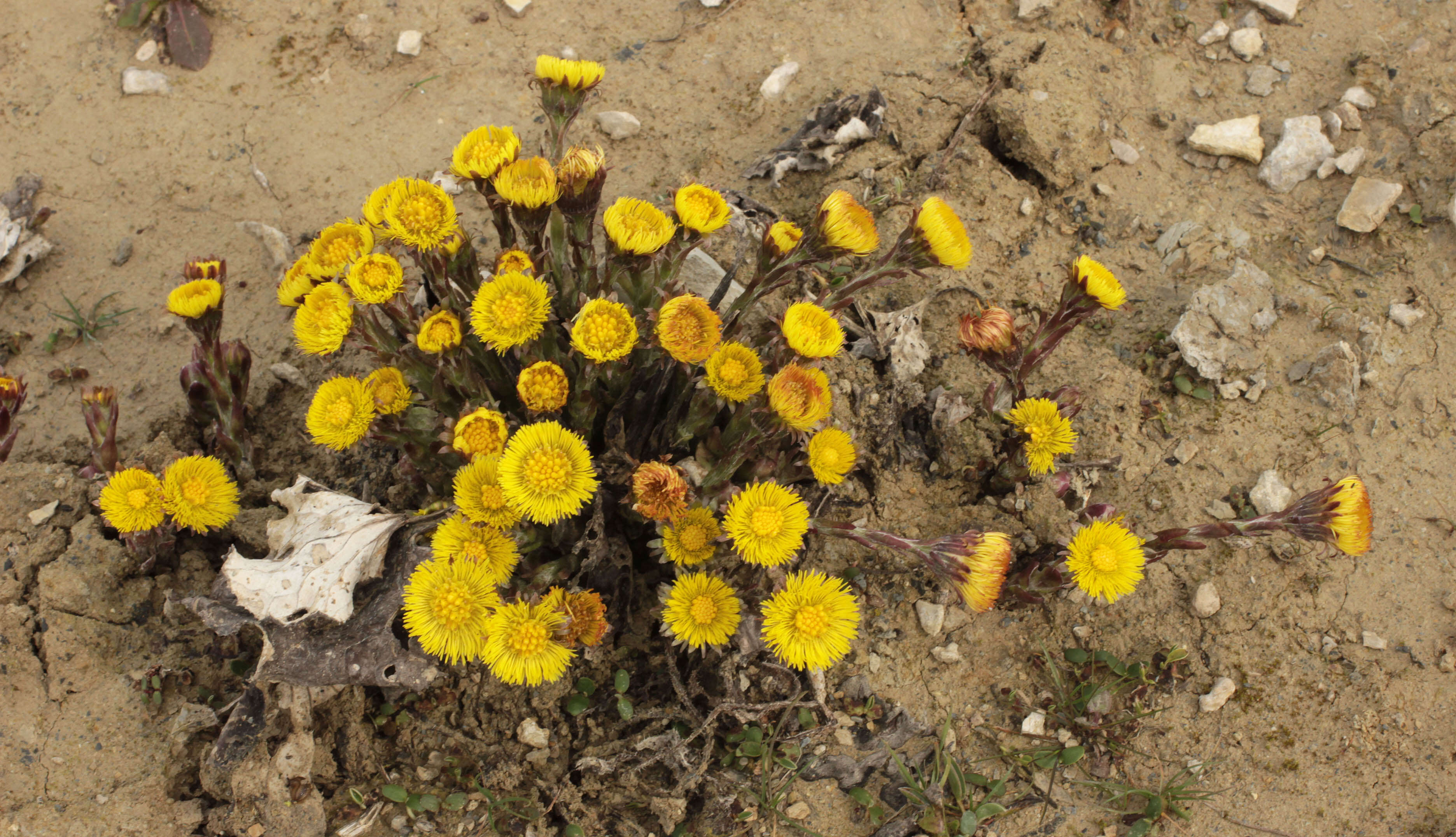 Plancia ëd Tussilago