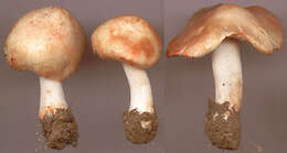 Imagem de Inocybe erubescens A. Blytt 1905