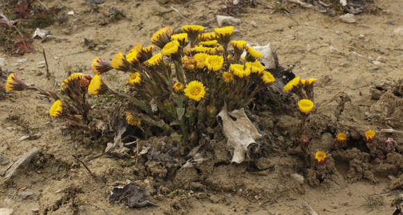 Image of coltsfoot