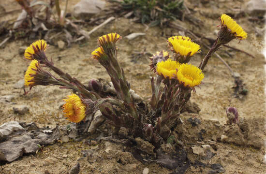 Image of coltsfoot