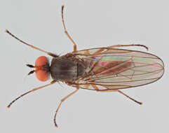 Image of Heteromyza commixta Collin 1901