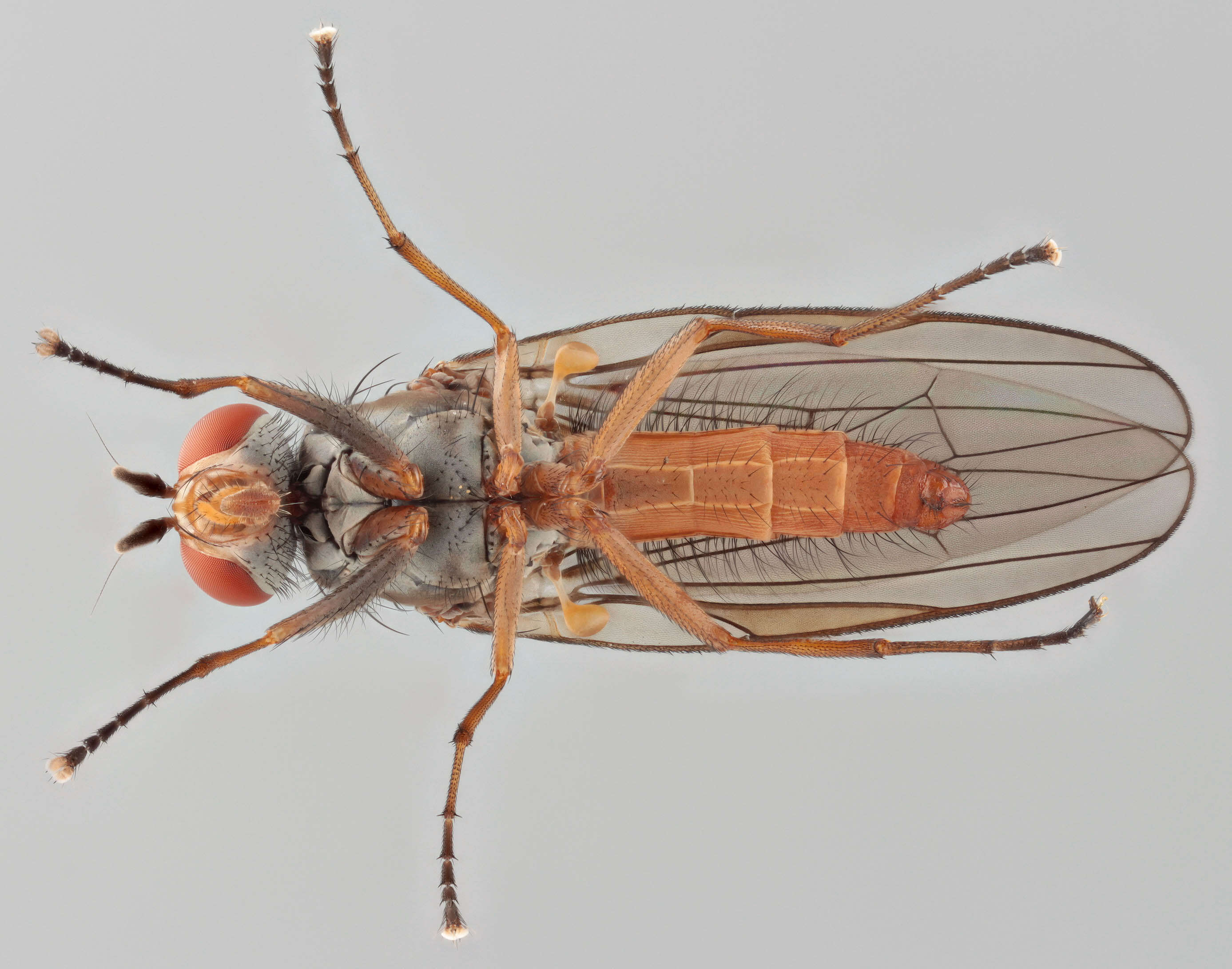 Image of Heteromyza commixta Collin 1901