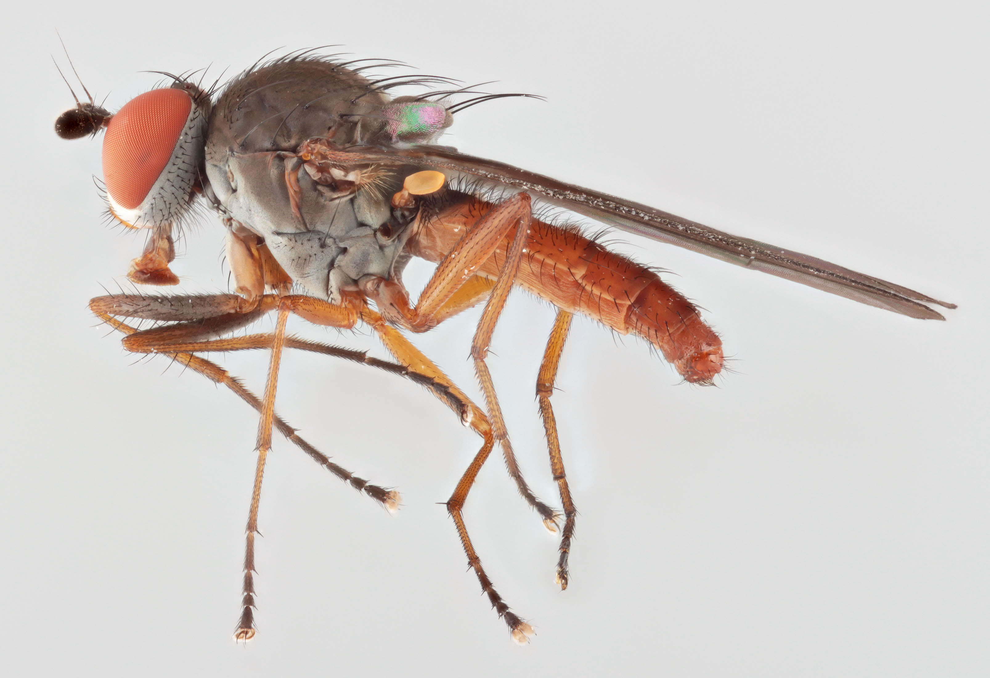 Image of Heteromyza commixta Collin 1901