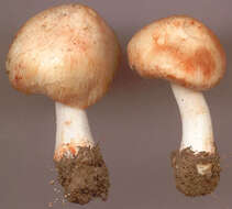 Imagem de Inocybe erubescens A. Blytt 1905