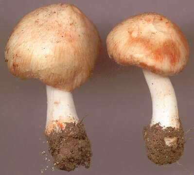 Image of Inocybe erubescens A. Blytt 1905