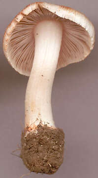 Imagem de Inocybe erubescens A. Blytt 1905