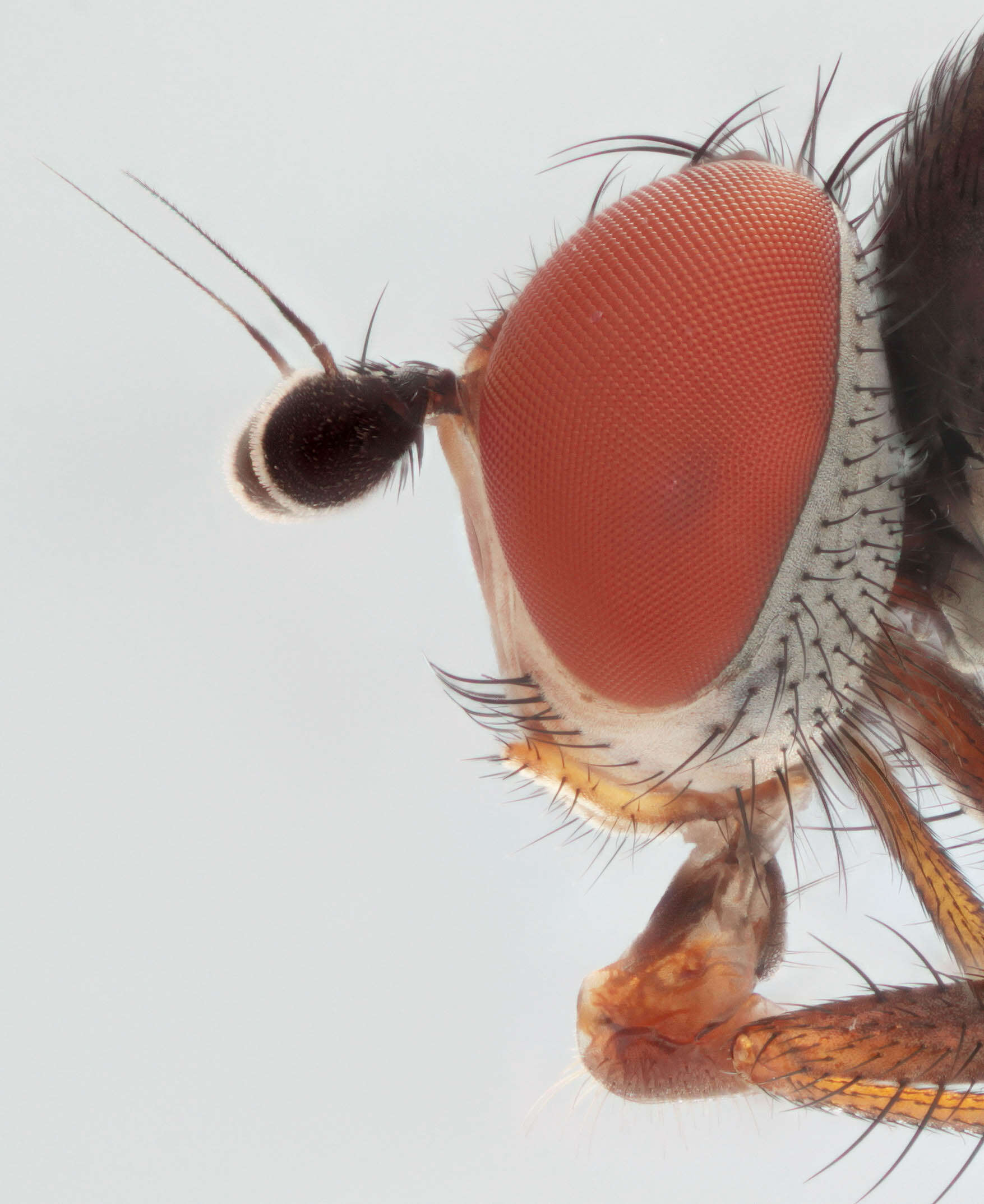 Image of Heteromyza commixta Collin 1901