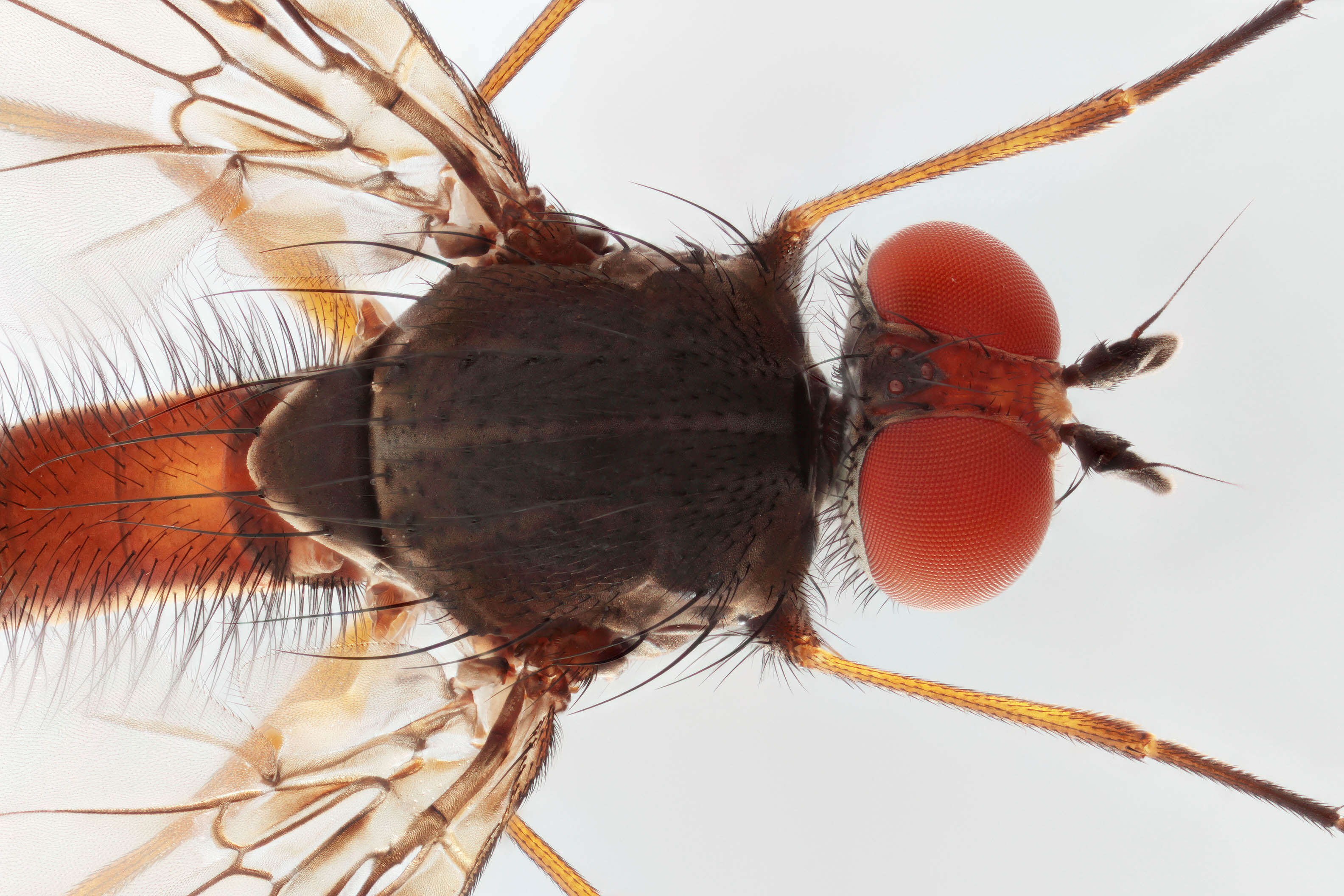 Image of Heteromyza commixta Collin 1901