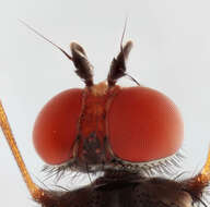 Image of Heteromyza commixta Collin 1901