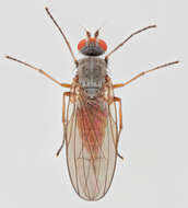 Image of Heteromyza commixta Collin 1901