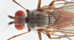 Image of Heteromyza commixta Collin 1901