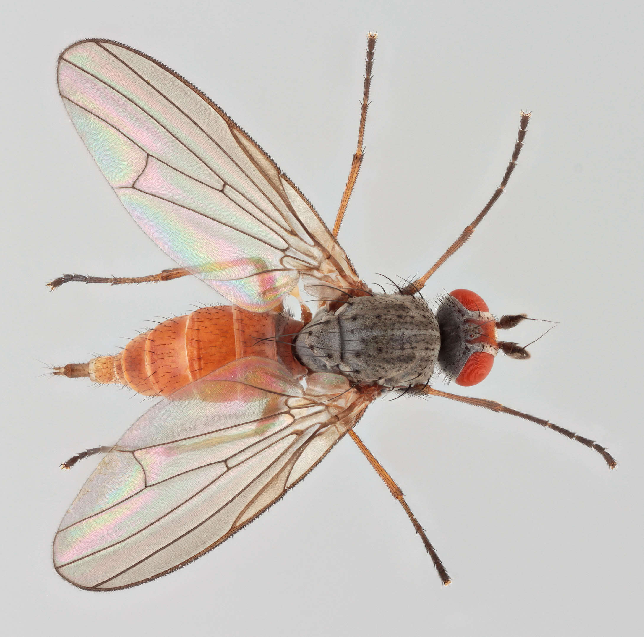 Image of Heteromyza commixta Collin 1901