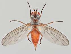 Image of Heteromyza commixta Collin 1901