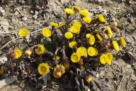 Image of coltsfoot