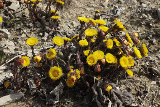 Image of coltsfoot