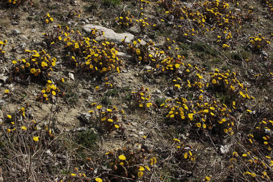 Plancia ëd Tussilago