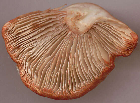 Imagem de Inocybe erubescens A. Blytt 1905