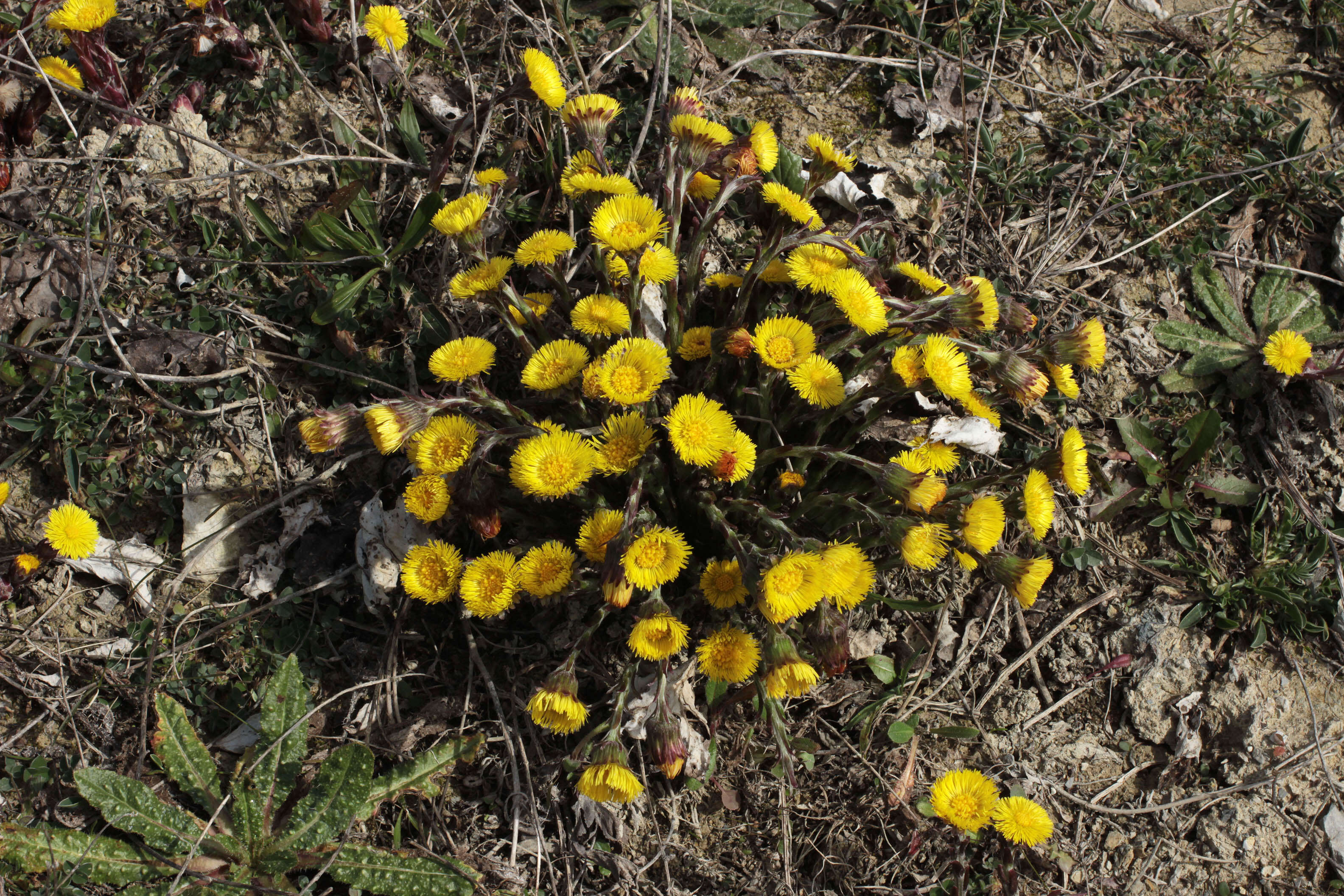 Image of coltsfoot