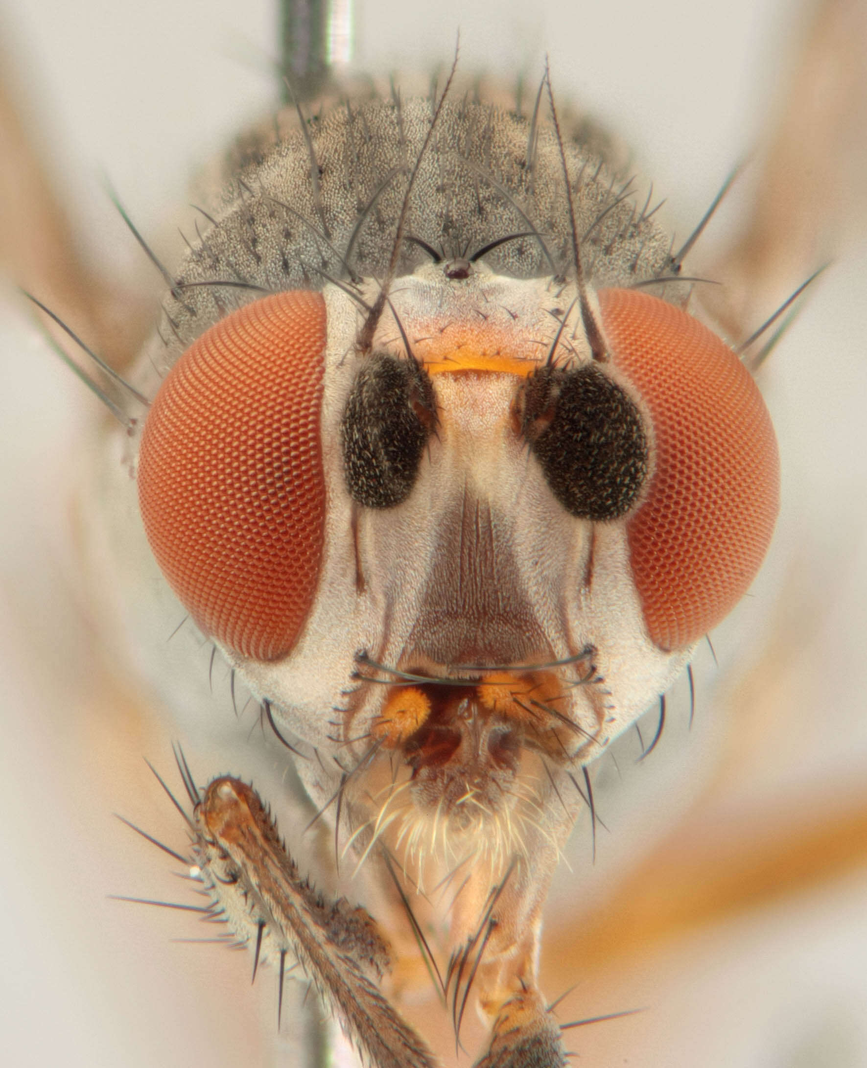Image of Heteromyza commixta Collin 1901