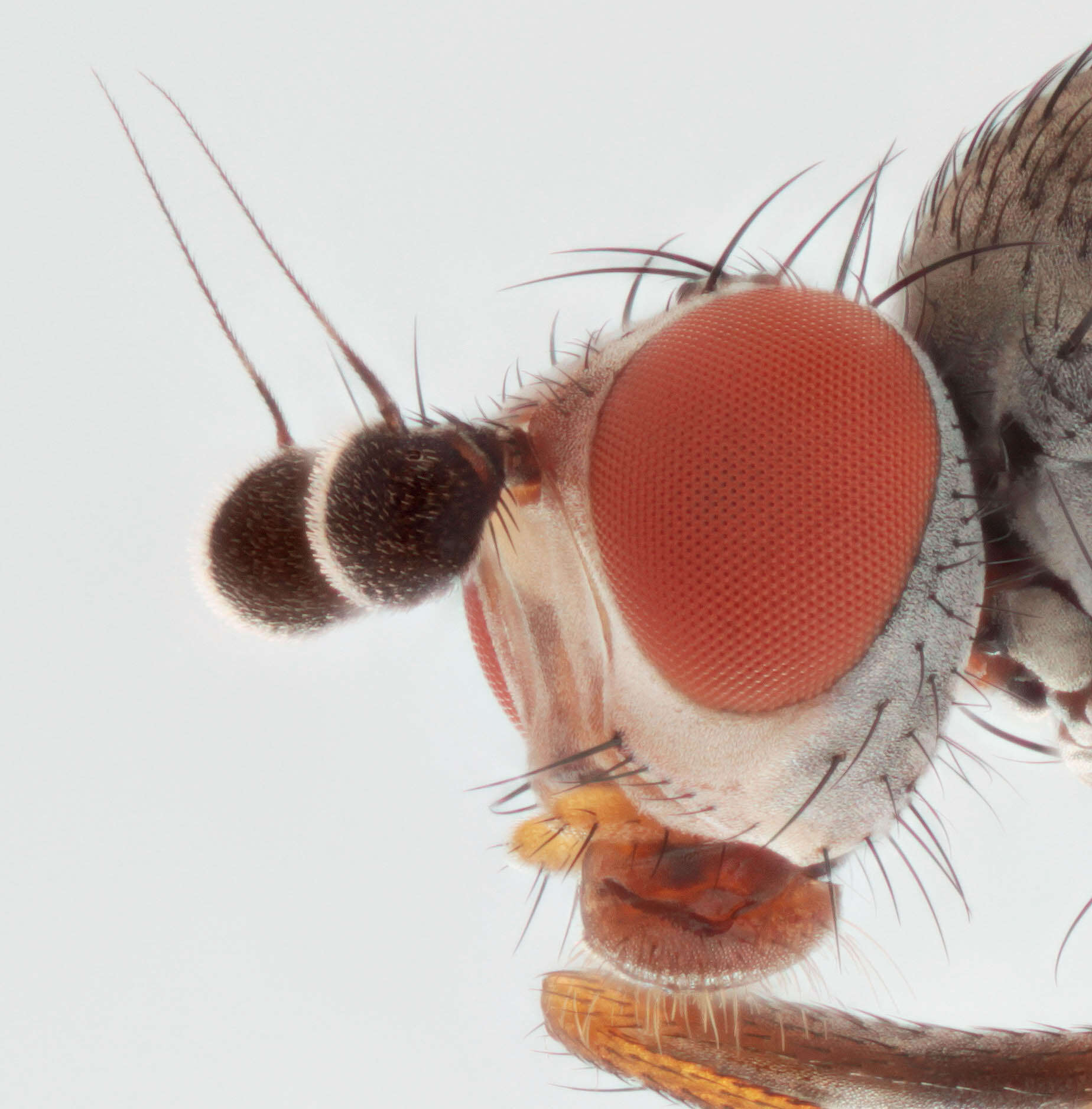 Image of Heteromyza commixta Collin 1901