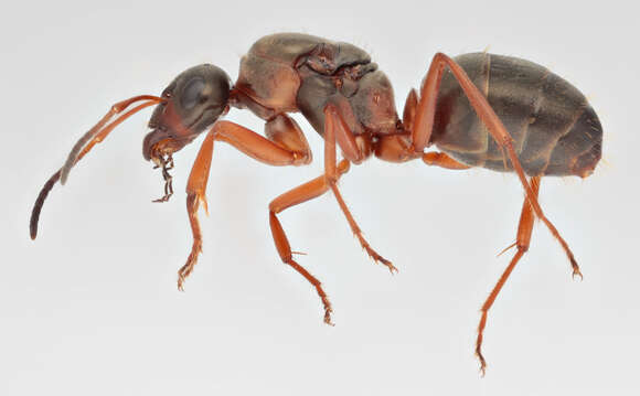 Image of Red-backed Mining Ant