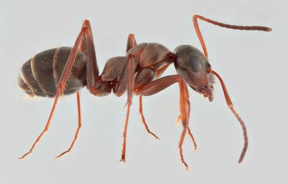 Image of Red-backed Mining Ant