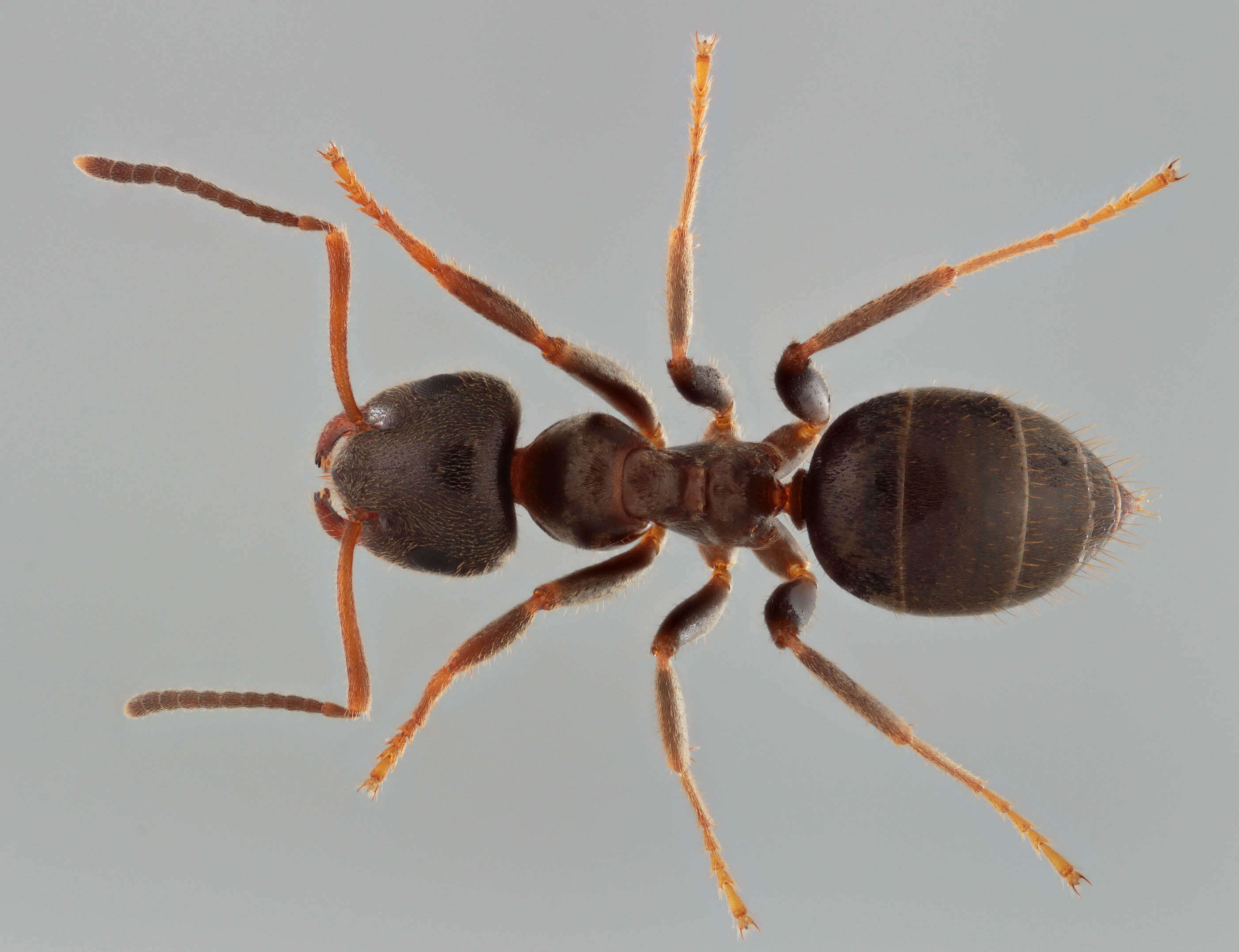 Image of Small black ant