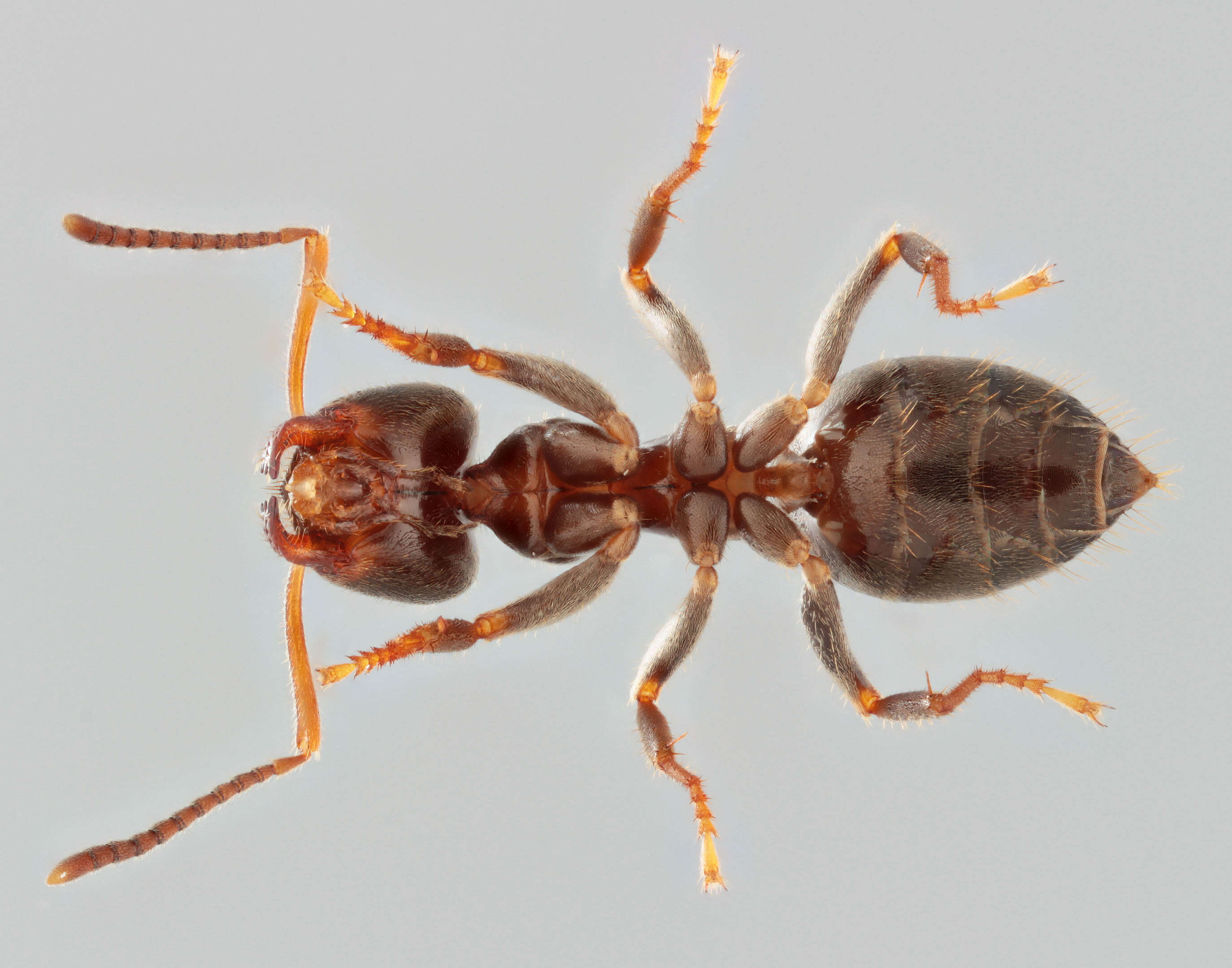 Image of Small black ant