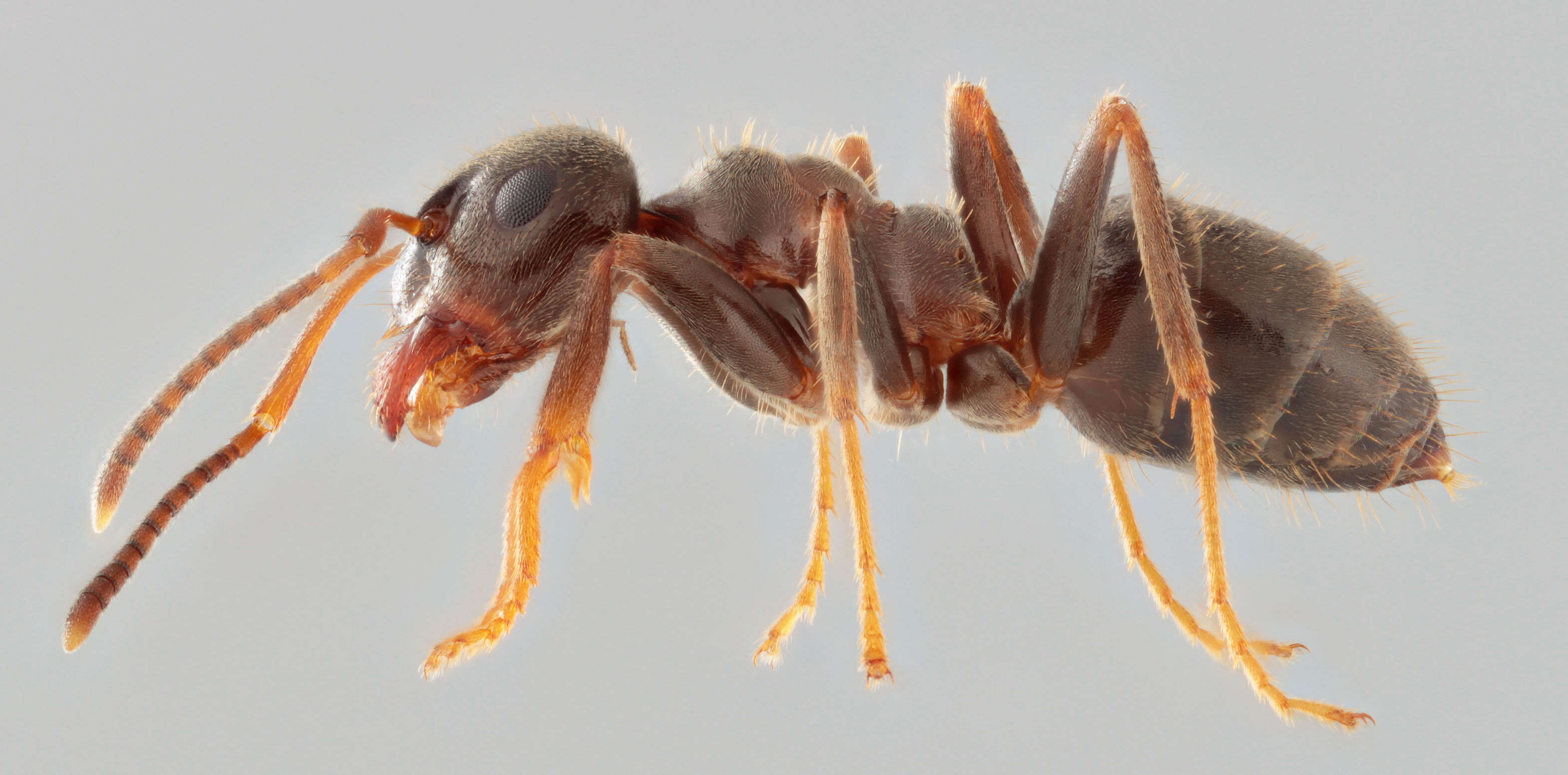 Image of Small black ant