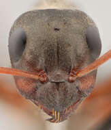 Image of Red-backed Mining Ant