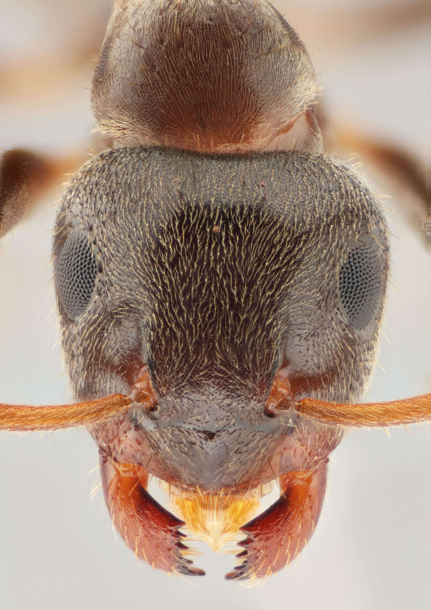 Image de fourmi noire des jardins