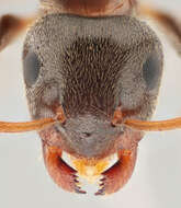 Image of Small black ant