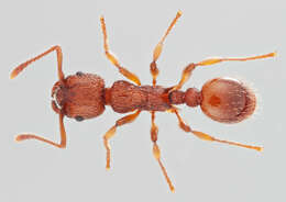 Image of Ant