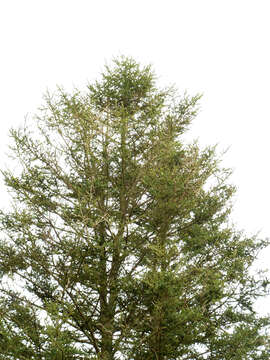 Image of Nikko Fir