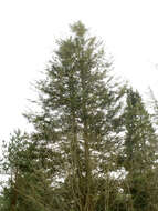 Image of Nikko Fir