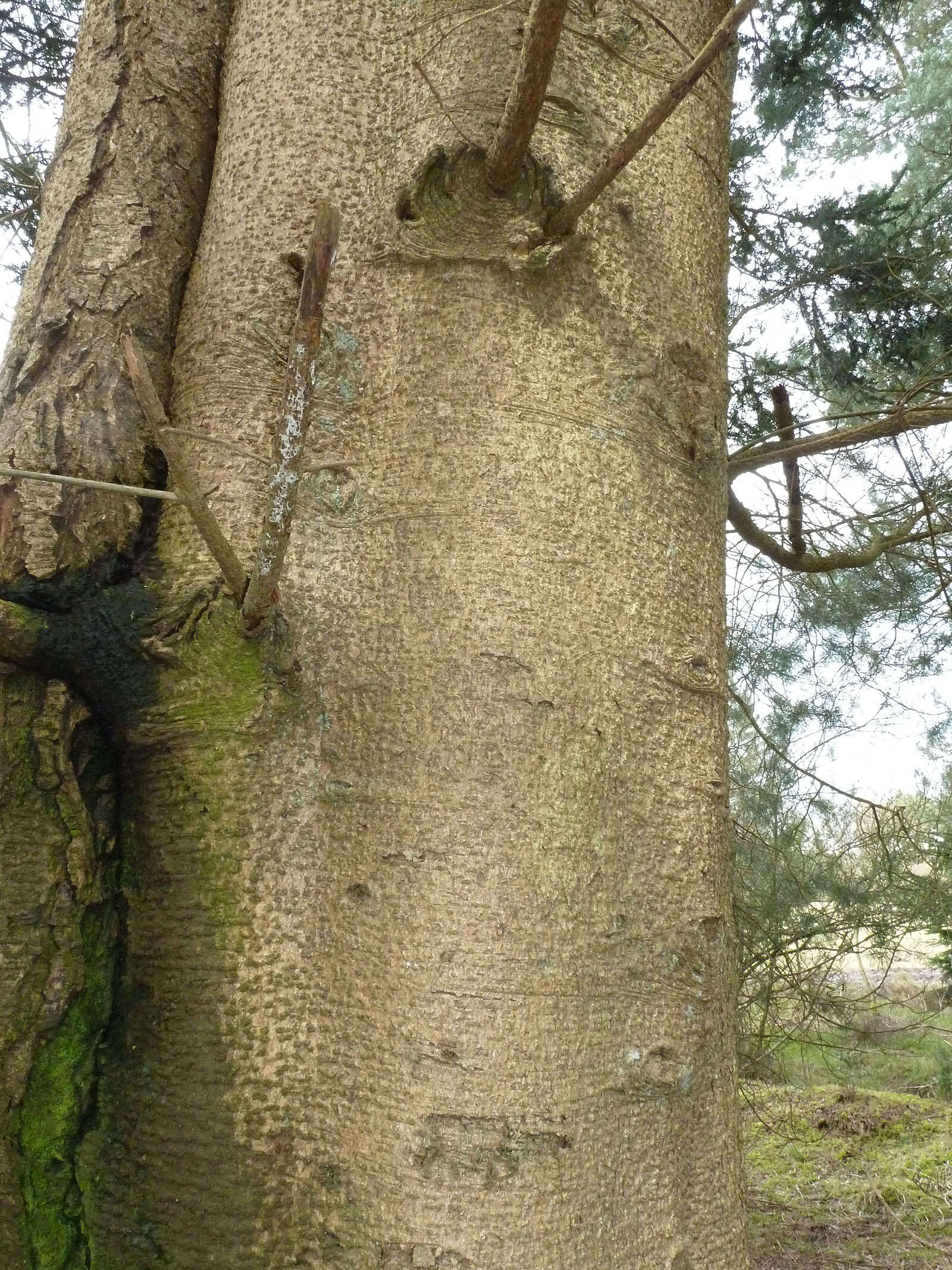 Image of Nikko Fir