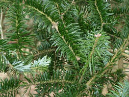 Image of Nikko Fir