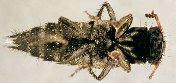 Image of Ontholestes murinus (Linnaeus 1758)