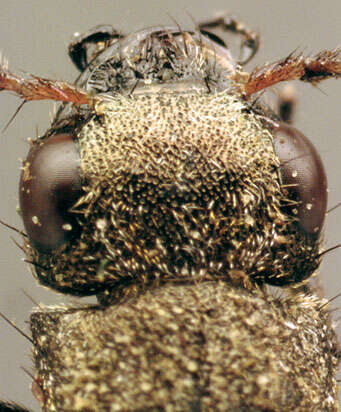 Image of Ontholestes murinus (Linnaeus 1758)