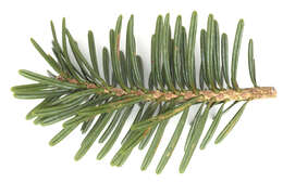 Image of Nikko Fir