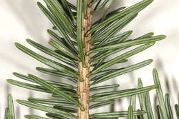 Image of Nikko Fir