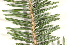 Image of Nikko Fir