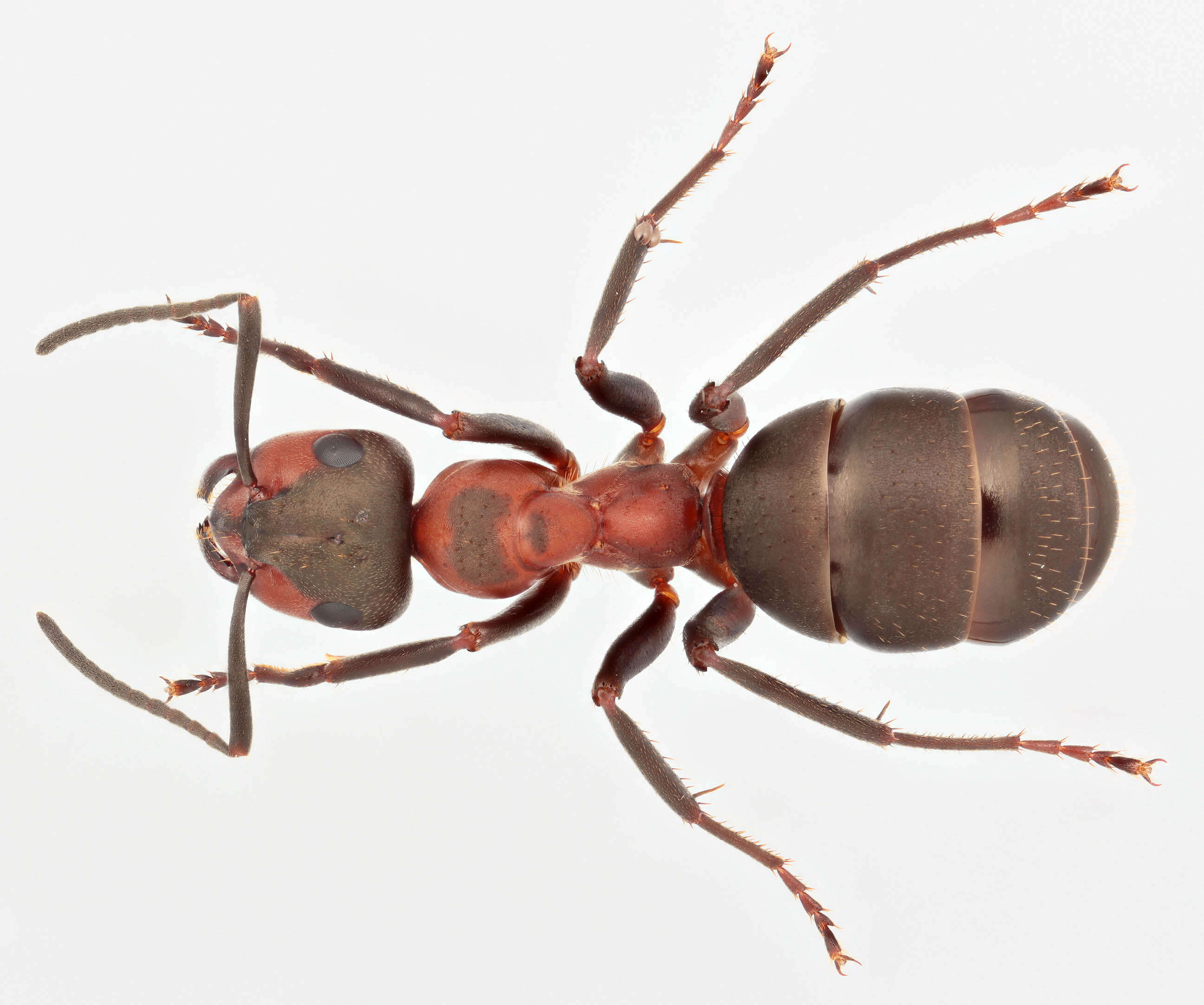 Слика од Formica rufa Linnaeus 1761