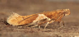 Image of Caloptilia stigmatella (Fabricius 1781)