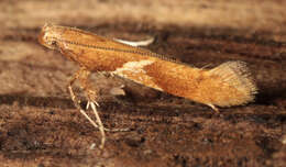 Image of Caloptilia stigmatella (Fabricius 1781)