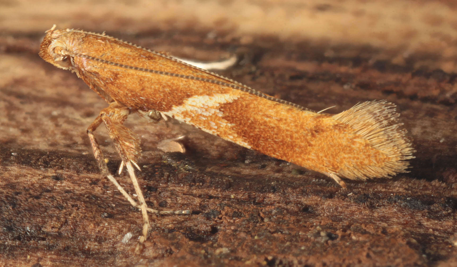 Image of Caloptilia stigmatella (Fabricius 1781)