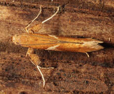 Image of Caloptilia stigmatella (Fabricius 1781)