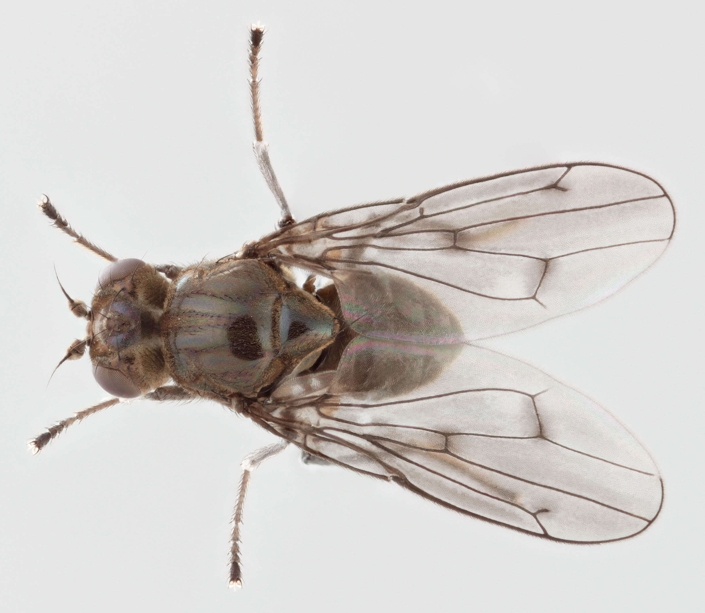 Image de Parydra quadripunctata (Meigen 1830)