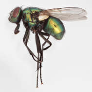 Image of Neomyia viridescens (Robineau-Desvoidy 1830)
